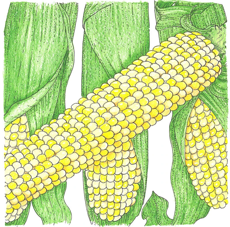 Double Standard Corn Seeds (Organic) 2 Double Standard Corn Seeds (Organic) - Image 2