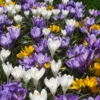 Snow Crocus Bulb Mix (Pack Of 40)