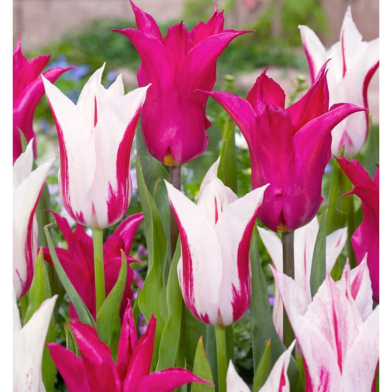 Neon Flash Tulip Bulb Mix (Pack Of 12) 1 Neon Flash Tulip Bulb Mix (Pack Of 12)