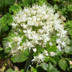 Organic Chives, Garlic -Flourish Seeds allium tuberosum 1