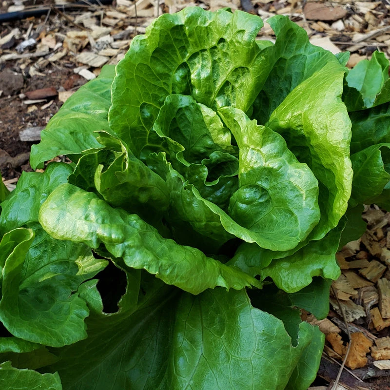 Anuenue Lettuce Seeds (Organic) 2 Anuenue Lettuce Seeds (Organic) - Image 2