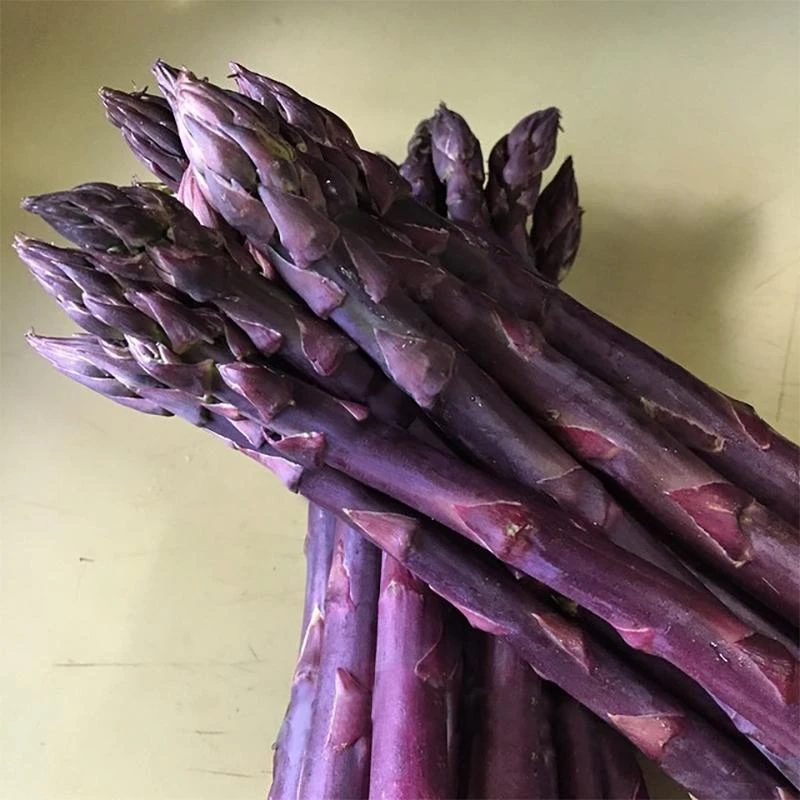 Asparagus Sweet Purple 1 Asparagus Sweet Purple