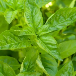 Organic Basil, Sweet (pack) -Flourish Seeds basil a