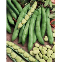Organic Bean, Fava Broad Windsor (1/2 Lb) -Flourish Seeds bean fave 1