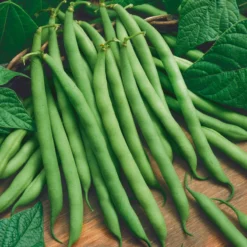 Provider Bush Bean Seeds (Organic) -Flourish Seeds bean provider