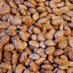 Pinto Bean Seeds (Organic) -Flourish Seeds beans web