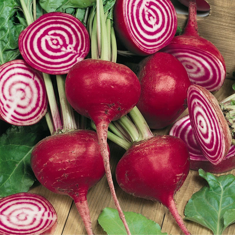 Organic Beet, Chioggia (1/4 Lb) 2 Organic Beet, Chioggia (1/4 Lb) - Image 2