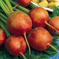 Golden Detroit Beet Seeds (Organic) 5 Golden Detroit Beet Seeds (Organic) -Flourish Seeds beet golden 1