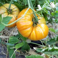 Big Rainbow Tomato Seeds (Organic) 5 Big Rainbow Tomato Seeds (Organic) -Flourish Seeds big rainbow web4