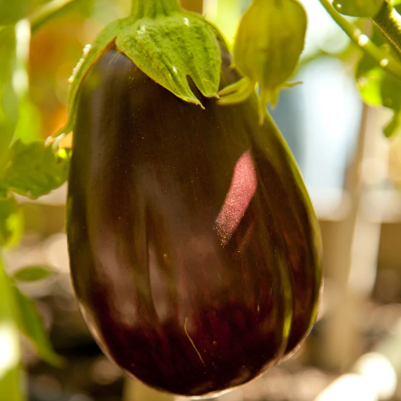 Organic Eggplant, Black Beauty (1 Oz) 2 Organic Eggplant, Black Beauty (1 Oz) - Image 2