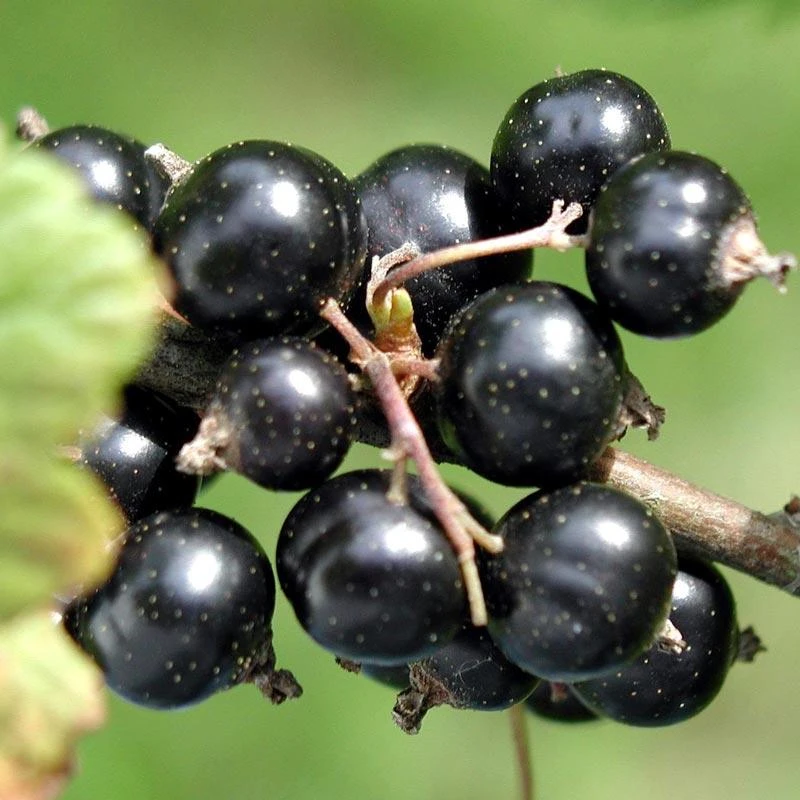 Black Consort Currant 1 Black Consort Currant