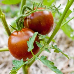 Black Prince Tomato Seeds (Organic) -Flourish Seeds black prince 1