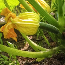 Black Beauty Summer Squash Seeds (Organic) 5 Black Beauty Summer Squash Seeds (Organic) -Flourish Seeds black beauty 1