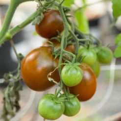 Black Prince Tomato Seeds (Organic) -Flourish Seeds black prince 3 17