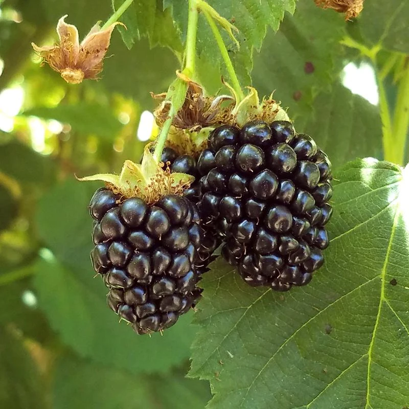 Blackberry - Triple Crown (Thornless) 1 Blackberry - Triple Crown (Thornless)