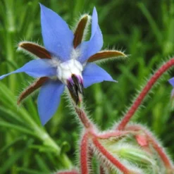 Strictly Medicinal Organic Borage -Flourish Seeds blue borage 3