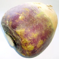 Joan Rutabaga Seeds (Organic) -Flourish Seeds brassica napus subsp rapifera
