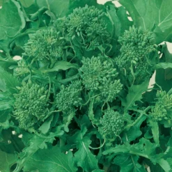 Rapini Broccoli Seeds (Organic) 5 Rapini Broccoli Seeds (Organic) -Flourish Seeds broccoli raab spring rappini
