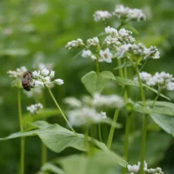 Organic Buckwheat Seed (lb) -Flourish Seeds buckwheat bees2