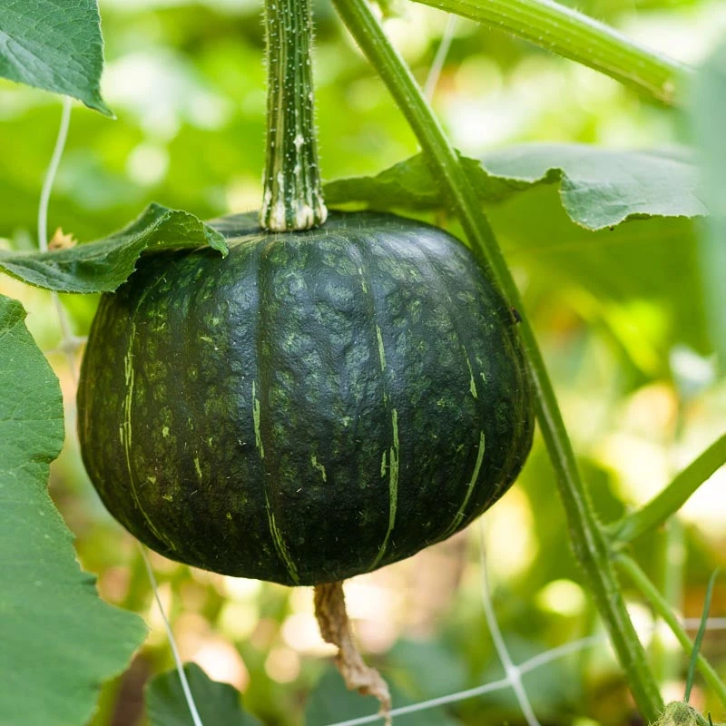 Harvest Mix Winter Squash Seeds (Organic) 2 Harvest Mix Winter Squash Seeds (Organic) - Image 2