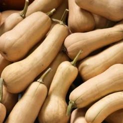 Harvest Mix Winter Squash Seeds (Organic) 6 Harvest Mix Winter Squash Seeds (Organic) -Flourish Seeds butternut a 1 2