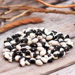 Orca Bush Bean Seeds (Organic) -Flourish Seeds calypso dry bean web