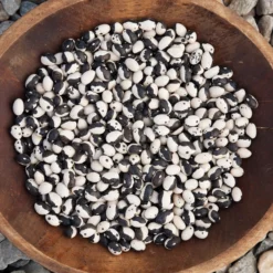Orca Bush Bean Seeds (Organic) -Flourish Seeds calypso bean 92616 016 web