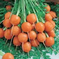 Parisian Carrot Seeds (Organic) -Flourish Seeds carrot parisian