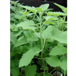 Organic Catnip 5 Organic Catnip -Flourish Seeds catnip web