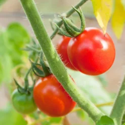 Chadwick Cherry Tomato Seeds (Organic) 6 Chadwick Cherry Tomato Seeds (Organic) -Flourish Seeds chadwick 2 11