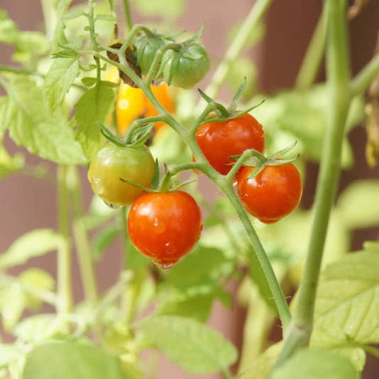 Chadwick Cherry Tomato Seeds (Organic) 4 Chadwick Cherry Tomato Seeds (Organic) - Image 4