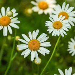 Organic Chamomile -Flourish Seeds chamomile picture 1