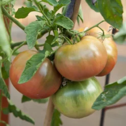 Cherokee Purple Tomato Seeds (Organic) -Flourish Seeds cherokee purple 4