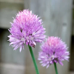 Organic Chives, Common 6 Organic Chives, Common -Flourish Seeds chives flower 1