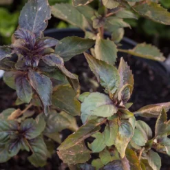 Organic Basil, Culinary Blend (pack) 7 Organic Basil, Culinary Blend (pack) -Flourish Seeds corsican basil 2 1