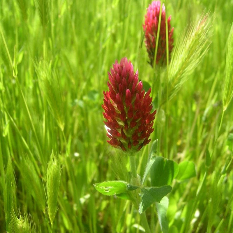 Crimson Clover - Nitrocoated Seed (lb) 1 Crimson Clover - Nitrocoated Seed (lb)