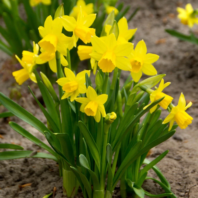 "Tete -a- Tete" Daffodil Bulbs (Pack Of 25) 1 "Tete -a- Tete" Daffodil Bulbs (Pack Of 25)
