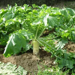 Daikon Radish Seeds (Organic) -Flourish Seeds daikon web