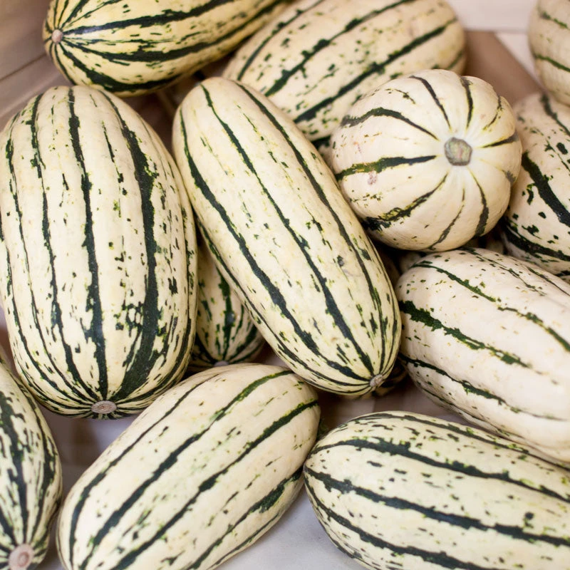 Organic Squash, Winter Delicata (1 Oz) 3 Organic Squash, Winter Delicata (1 Oz) - Image 3
