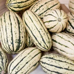 Delicata Winter Squash Seeds (Organic) -Flourish Seeds delicata a 1