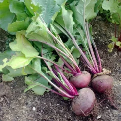 Detroit Dark Red Beet Seeds (Organic) 5 Detroit Dark Red Beet Seeds (Organic) -Flourish Seeds detroit dark red 1