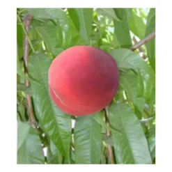 Diamond Princess Peach Tree
