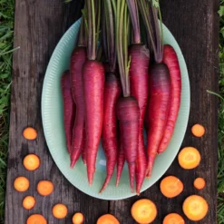 Dragon Carrot Seeds (Organic) 5 Dragon Carrot Seeds (Organic) -Flourish Seeds dragoncarrot rgb web