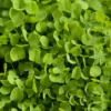 Dutch White Clover - Nitrocoated Seed (lb)