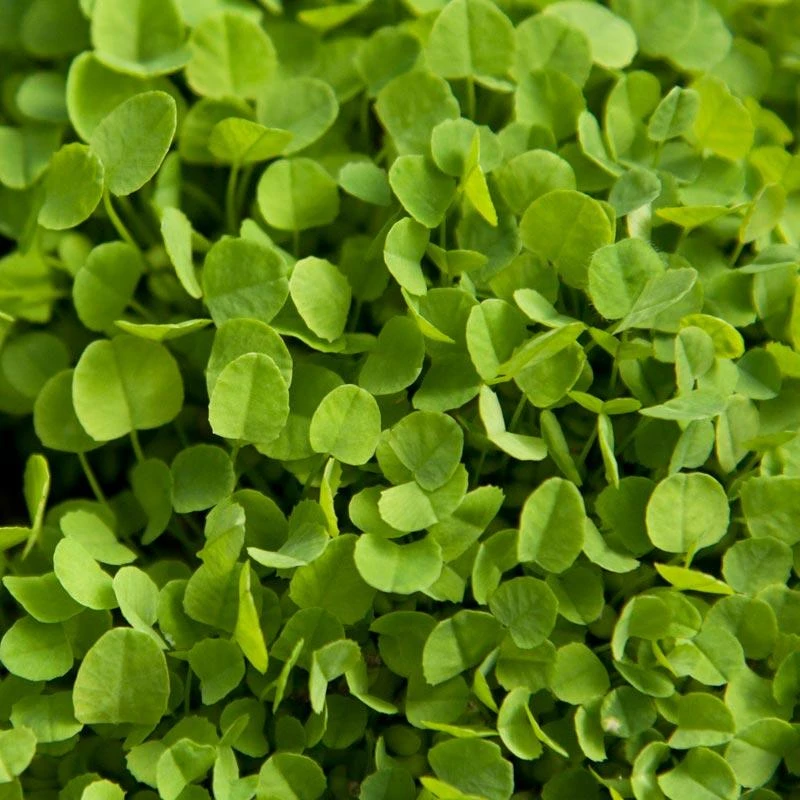 Dutch White Clover - Nitrocoated Seed (lb) 1 Dutch White Clover - Nitrocoated Seed (lb)