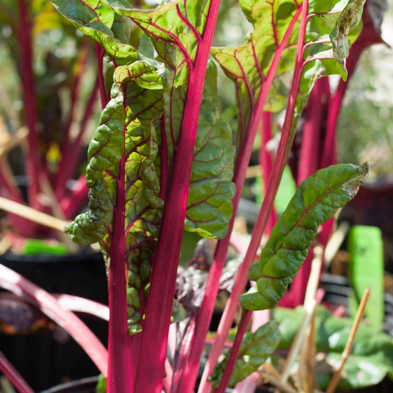 Flamingo Pink Chard Seeds (Organic) 2 Flamingo Pink Chard Seeds (Organic) - Image 2