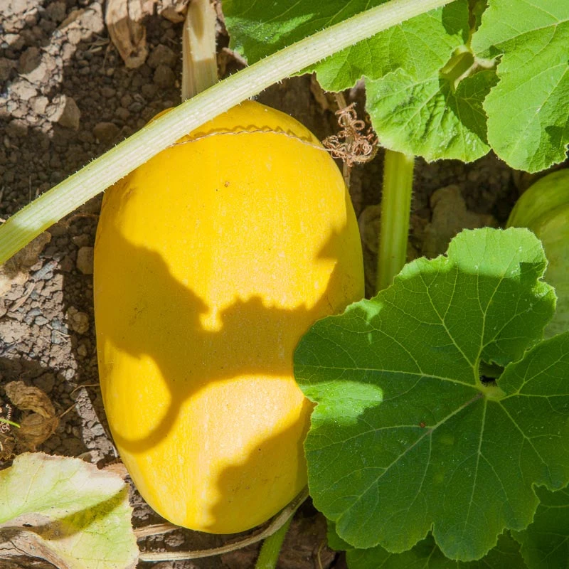 Spaghetti Winter Squash Seeds (Organic) 3 Spaghetti Winter Squash Seeds (Organic) - Image 3