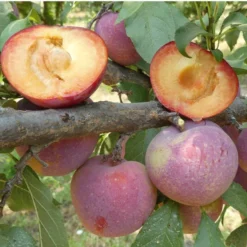 Flavor King Plumcot Tree