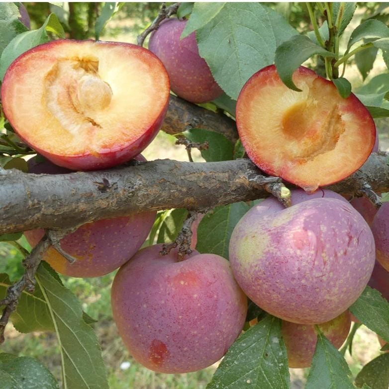 Flavor King Plumcot Tree 1 Flavor King Plumcot Tree