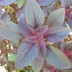 Red Amaranth Greens Seeds (Organic) 7 Red Amaranth Greens Seeds (Organic) -Flourish Seeds flower amaranth garnet stem 1